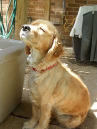 A Little Sunshine Feels Good Puppies Cute Animals Dog Love