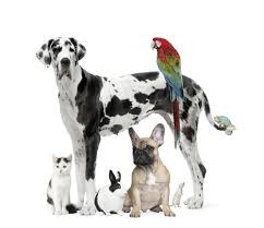 Boarding and mating services available. Pet Stores In Faridabad List Of Top Pet Shops In Faridabad