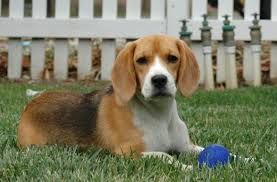 Black And Brown Beagle Puppy Good Breeder Allegro Beagles Beagle Beagle Puppy Puppies