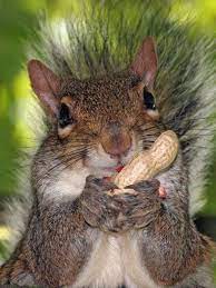 Pin On Squirrels Rule
