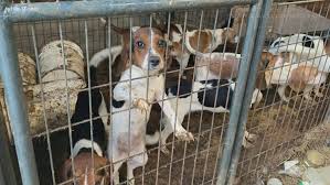 They are constantly clingy with their owners and. More Than 100 Animals Found In Horrid Conditions In Kentucky Whas11 Com