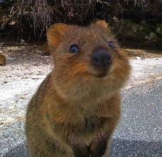Meet The Quokka The Happiest Animal Ever Happy Animals Smiling Animals Cute Animals