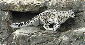 It is listed as vulnerable on the iucn red list because the global. Snow Leopard Questions Answered How Fast Do Snow Leopards Run