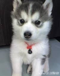 Blue Eyes Black And Brown Husky Husky Puppy Wish It Had One Blue Eye And One Brown Eye Cute Baby Animals Cute Animals Puppies