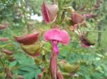 Image result for Tephrosia elata