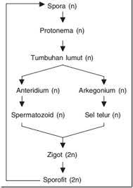 Dalam Siklus Metagenesis Tumbuhan Lumut Generasi Sporofit Memiliki Ciri Brainly Co Id