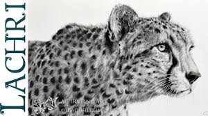 There is a zipper on the back of the head. Graphite Cheetah Speed Drawing W Lachri Youtube
