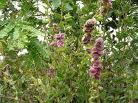 Image result for Tinnea apiculata