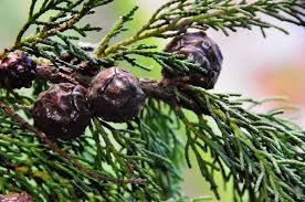 Image result for Cupressus macrocarpa