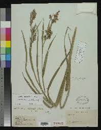Image result for Scleria lagoensis
