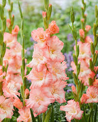 Image result for Gladiolus hollandii
