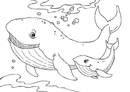 Free Printable Whale Coloring Pages For Kids Whale Coloring Pages Animal Coloring Pages Dolphin Coloring Pages