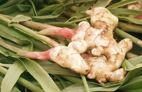Ecco come preparare la tisana allo zenzero a casa, un eccellente rimedio naturale ricco di proprietà benefiche. Come Usare Lo Zenzero Cure Naturali It