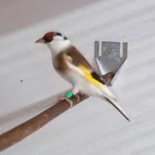 Juan Adli Kullanicinin Saka Goldenfinch Cardualis Panosundaki Pin Guzel Kuslar Kus Kusu