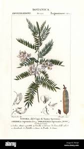 Image result for Virgilia oroboides