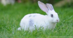 We did not find results for: The Cost Of Keeping A Rabbit