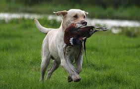 Click here and you will find information on the the pups are wormed at three weeks, and then again at six weeks. Best Labrador Colour Does Coat Make A Difference The Field