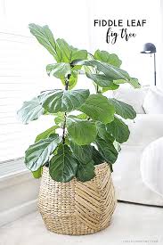 The Fiddle Leaf Fig Tree Is A Perfect Indoor Plant That Is A Low Maintenance Plant With Beautiful Large Leaves Widel Indoor Plants Plants Fiddle Leaf Fig Tree