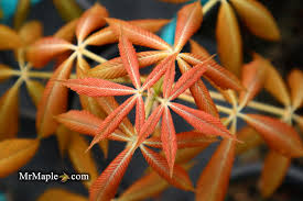 Image result for Aeollanthus neglectus