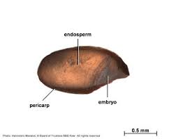 Image result for Eragrostis nindensis