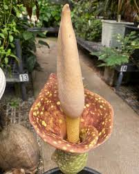 Image result for Amorphophallus