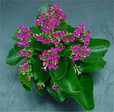 Image result for Kalanchoe