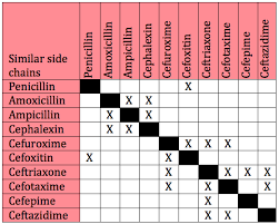 cross reactivity between cephalosporins and penicillins a