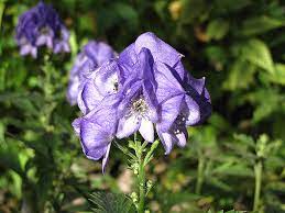 Autumn Monkshood Aconitum Carmichaelii Arendsii In Boston Hopkinton Chelmsford Hingham Middleborough Massachusetts Ma At Weston Nurseries