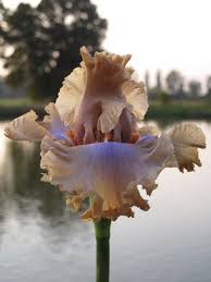Tb Iris Nothing But Class Barry Blyth 2012 Brown Flowers Iris Plants