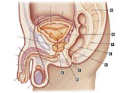 736 x 736 jpeg 52 кб. Male Reproductive System Blank Diagram Human Body Anatomy