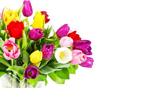 Laden sie dieses kostenlose foto zu blumenstrauß mit einem weißen hintergrund und entdecken sie mehr als 9m professionelle stockfotos auf freepik Lila Gelbe Rosa Tulpen Blumenstrauss Weisser Hintergrund 2880x1800 Hd Hintergrundbilder Hd Bild