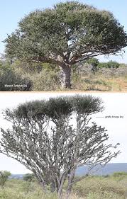 Image result for Boscia foetida