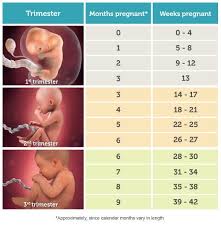 how to calculate pregnancy weeks and months accurately for