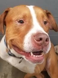 We did not find results for: Great Dane Puppy Rescue Illinois The Y Guide