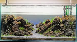 How To Safely Cycle A Fish Tank