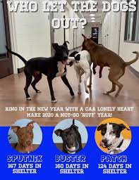 If you live in new york city and are hoping to adopt from us, check out the dogs available at our adoption center. Companion Animal Alliance Home Facebook