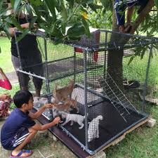 Makanan instan buatan pabrik ini banyak dijual di toko hewan. The Reporter Sangkar Kucing Diy Guna Paip Pvc Dan Facebook