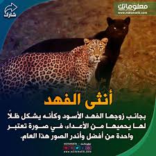 أنثى الفهد animals panther