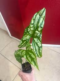 Image result for Cercestis