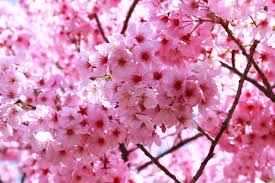 Check spelling or type a new query. Hutan Lindung Tawangmangu Jawa Tengah Akan Punya Taman Sakura