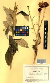 Image result for Pleiotaxis