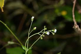 Image result for Adenostemma mauritianum