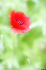 Flor de amapola = flor de jamaica = flor de hibisco. Flores De Amapola Fondos Y Fondos De Pantalla Imagen Tarjeta Flor Amapola Imagens Amapola 34259 Torange Biz