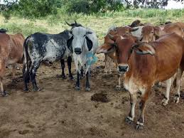 Garotas amadoras corajosas deixam garanhões pendurados foder seus bichanos apertados; 6u6uqhgubp0kvm