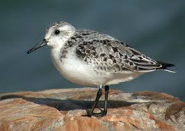 Sanderling Coastal Birds Sea Birds Common Birds