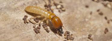 Termite Types And Pest Species In Australia Rentokil Australia