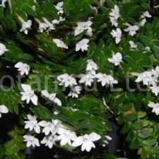 Image result for Rhipidoglossum