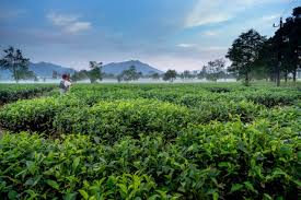 Loker pabrik teh di tegal. Lowongan Kerja Di Kebun Perusahaan Es Teh Indonesia Karawang Post