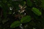 Image result for Dictyophleba lucida