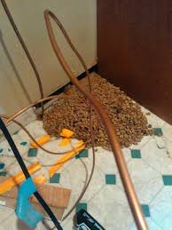 Nothing can be more frustrating than having constant bugs and pests crawling around your home or business after repeated attempts to get rid of them. Billy Bond Business Owner Hickmans Termite And Pest Control Linkedin